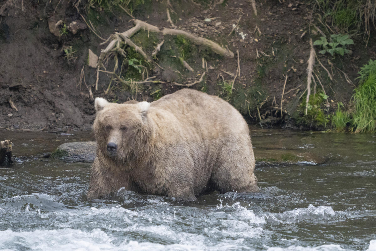 Grazer bat le monstre qui a tué son petit pour remporter le concours Fat Bear de l’Alaska