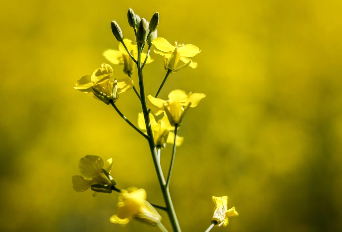 Farmers caught in crossfire as China targets Canadian canola for investigation