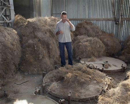 Georges Edouard Elie, manager of the Unikode distillery, smells a Vetiver root while standing among bales of the plant piled up around the covers to the stills in Les Cayes, on Haiti's southwest coast, March 26, 2014. REUTERS/stringer