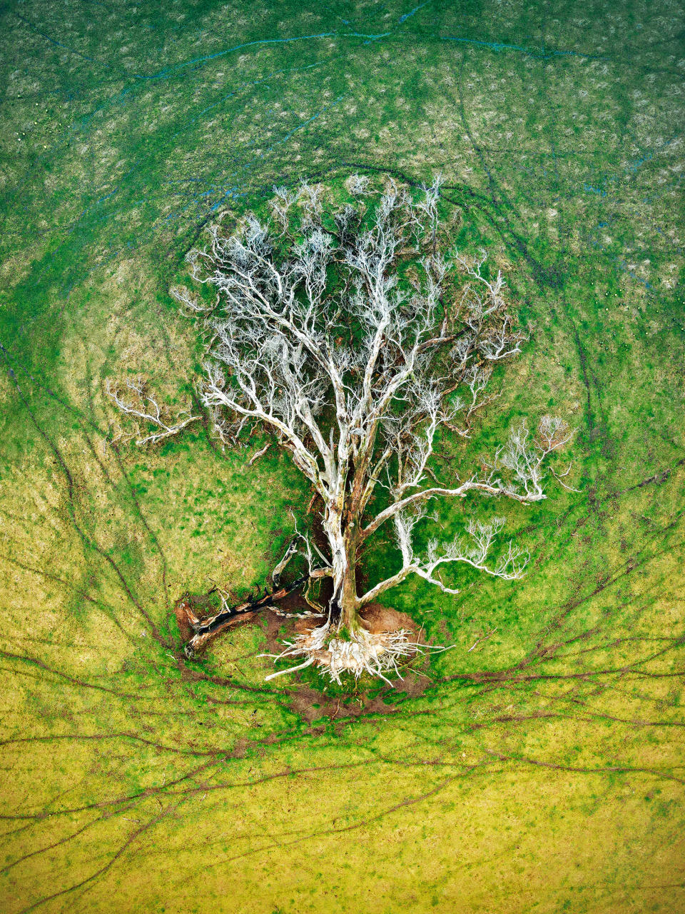 A fallen tree rests on the green grass surrounded by sheep tracks.