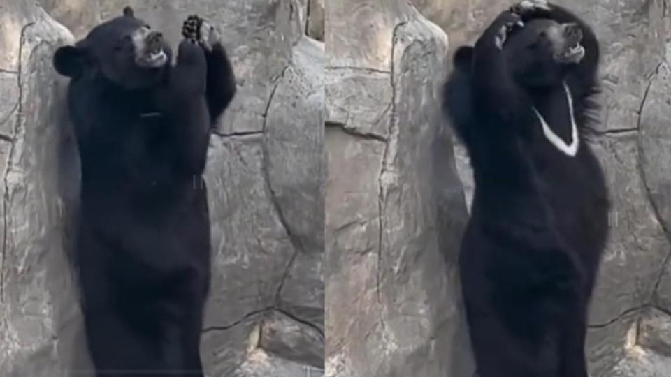 這隻黑熊以雙腳站立左右擺動身體跳舞，引發網民熱烈討論。黑熊在動物園內的石墻旁跳舞，還對觀眾比愛心，可愛模樣逗樂眾人。（圖／翻攝自微博）