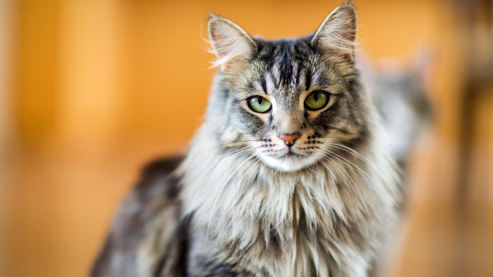 1. Maine Coon