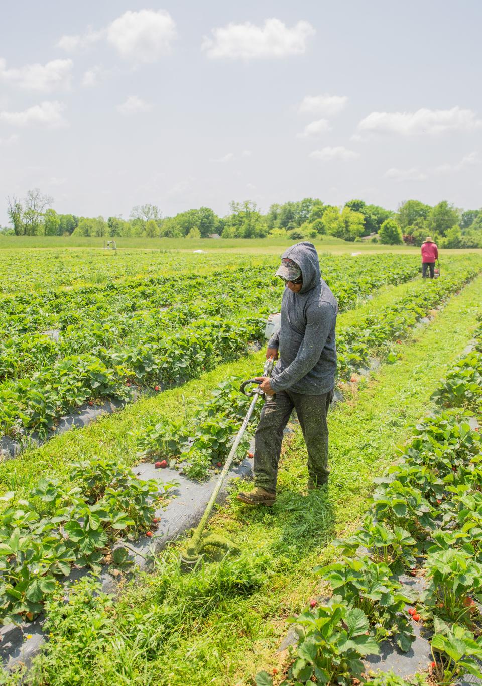 Workers trim grass in a field at Eckert's Orchard in Versailles, KY on May 11, 2022.