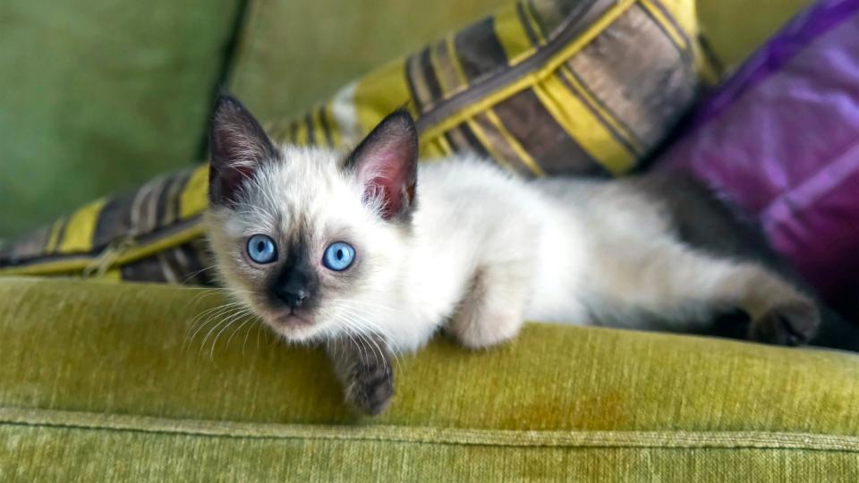 Siamese kitten lying on couch