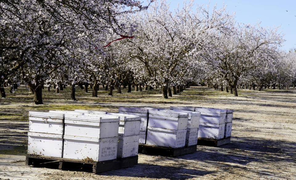 Beehives fertilize an almond tree orchard on the Rios Ranch Preserve, a floodplain and habitat restoration project, in Modesto, Calif., Wednesday, Feb. 16, 2022. About 40 acres of almond trees sit on a part of the property that does not flood and are providing some money for the project, run by the nonprofit River Partners. When the trees reach maturity they will be ripped up and the land will be turned into a park for the public to access. (AP Photo/Rich Pedroncelli)