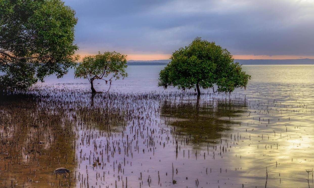 <span>Toondah harbour wetlands. The environment and water minister, Tanya Plibersek, announced she would reject plans for a $1.3bn development proposed for the area.</span><span>Photograph: Judy Leitch</span>