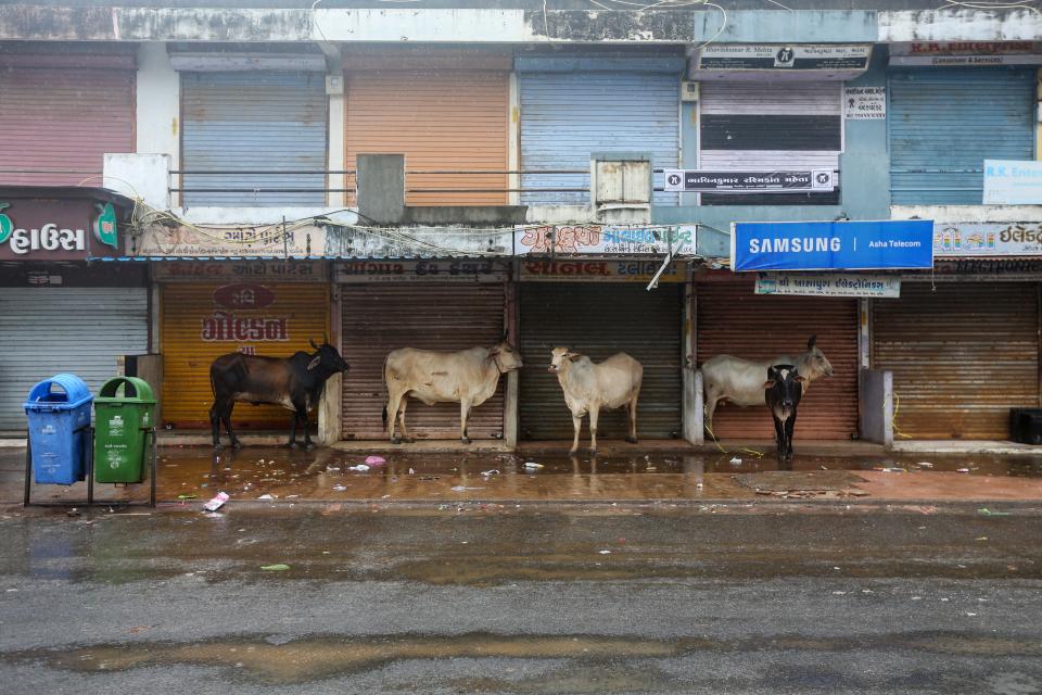 Cows take shelter from rain under the roof of closed shops in Mandvi, Gujarat (EPA)