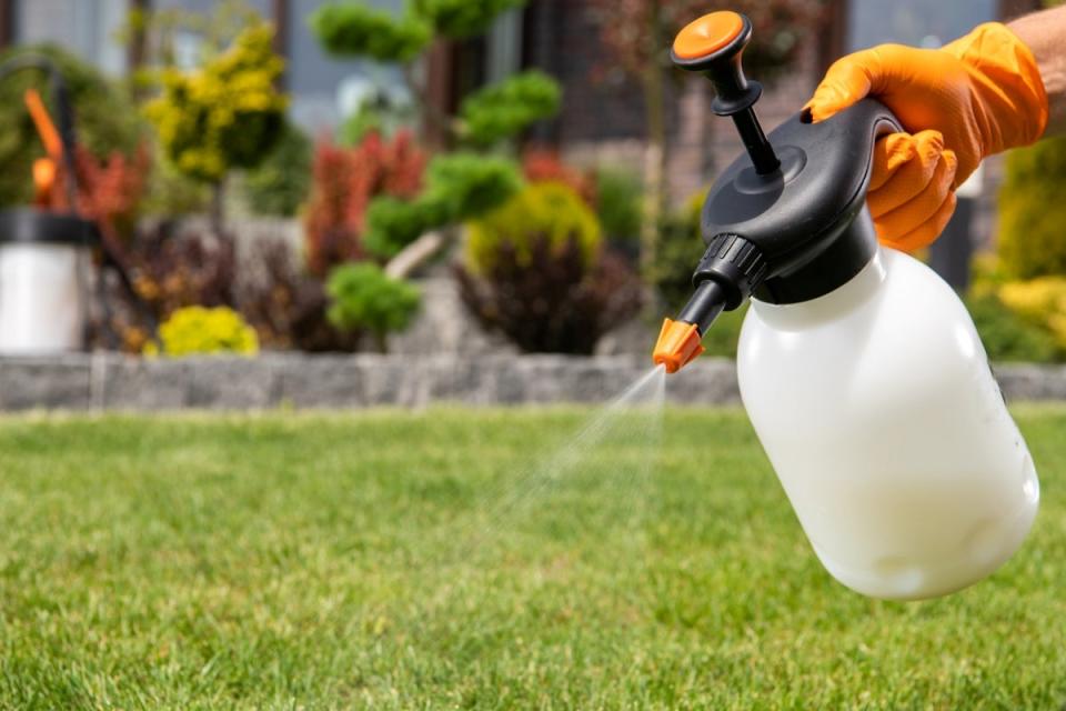 Gloved hand using handheld lawn sprayer on green grass.