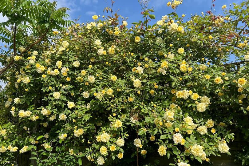 Karen's Malvern Hills rambling rose plant provides a stunning display