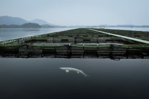 A sturgeon at a fishery run by Chinese caviar company Kaluga Queen in Qiandao lake, Zhejiang province