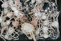 Molts and shells from snow crab sit on a table, Thursday, June 22, 2023, at the Alaska Fisheries Science Center in Kodiak, Alaska. Researchers are scrambling to understand crabs' collapse, with seas warmed by climate change as one theory. (AP Photo/Joshua A. Bickel)