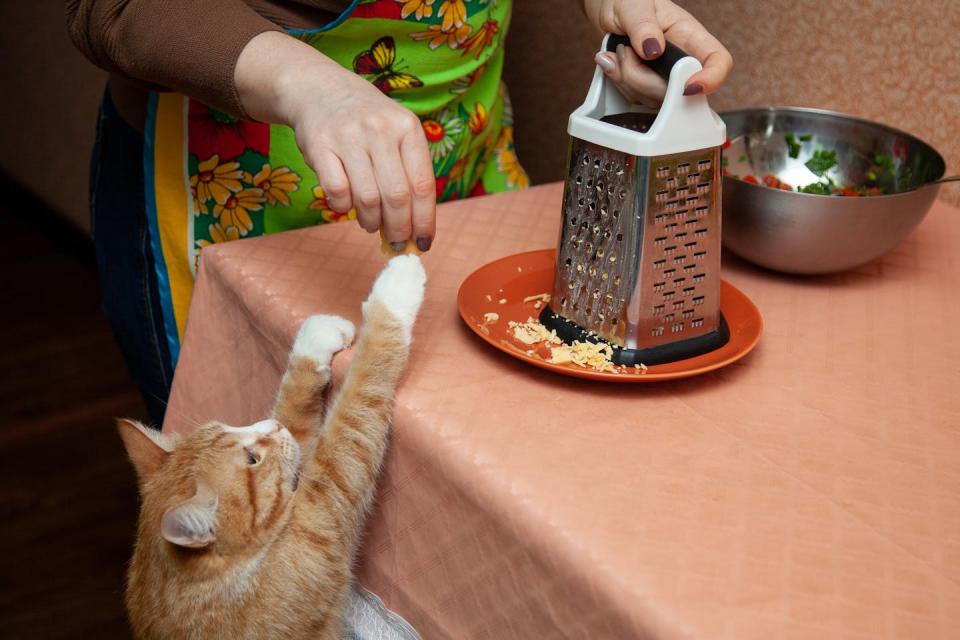 orange cat stretches toward tabletop where woman grates cheese