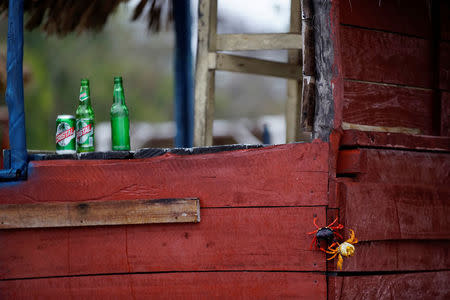 Crabs coming from the surrounding forests climb a food hut on their way to spawn in the sea in Playa Giron, Cuba, April 21, 2017. REUTERS/Alexandre Meneghini