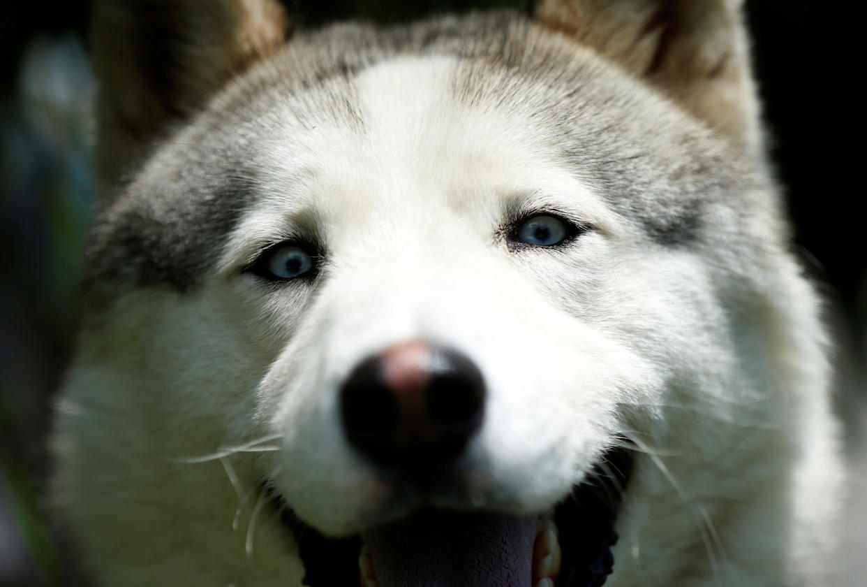 Siberian Husky is seen during a dog show in Tbilisi, Georgia, June 10, 2018. REUTERS/David Mdzinarishvili