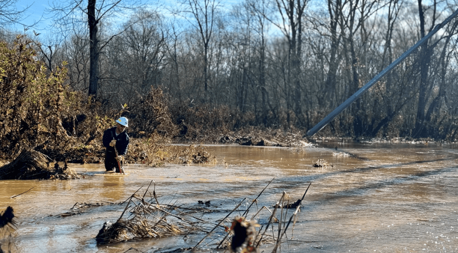 <em>Locust in Stanly County. Photo: Union Power Cooperative</em>