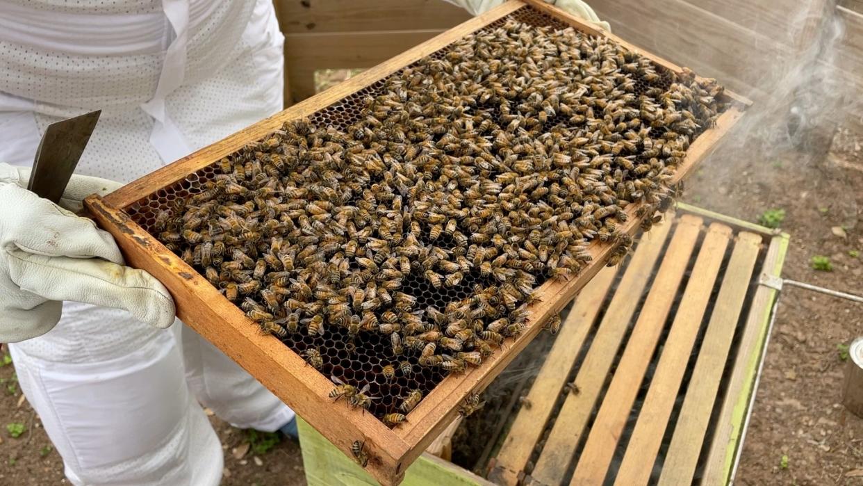 After a bee colony froze to death during the historic winter storm of 2021, a new colony was established in April at Laura's Library.