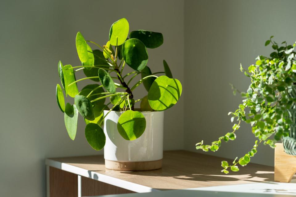 air purifying plants pilea peperomioides houseplant in ceramic flower pot at home chinese money plant indoor gardening