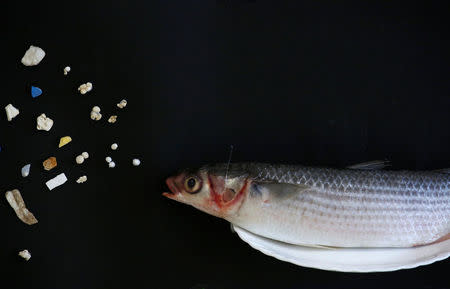 A grey mullet is shown next to microplastic found in Hong Kong waters during a Greenpeace news conference in Hong Kong, China, April 23, 2018. REUTERS/Bobby Yip