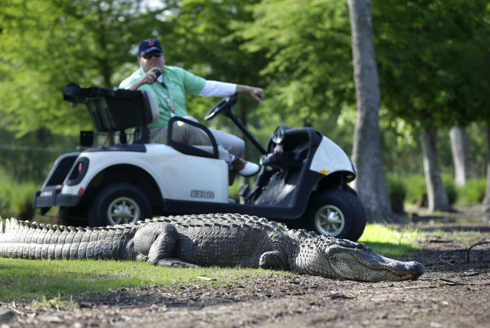 An alligator crosses through the course during the first round of the PGA Zurich Classic golf tournament at TPC Louisiana in Avondale, La., Thursday, April 25, 2013. (AP Photo/Gerald Herbert)