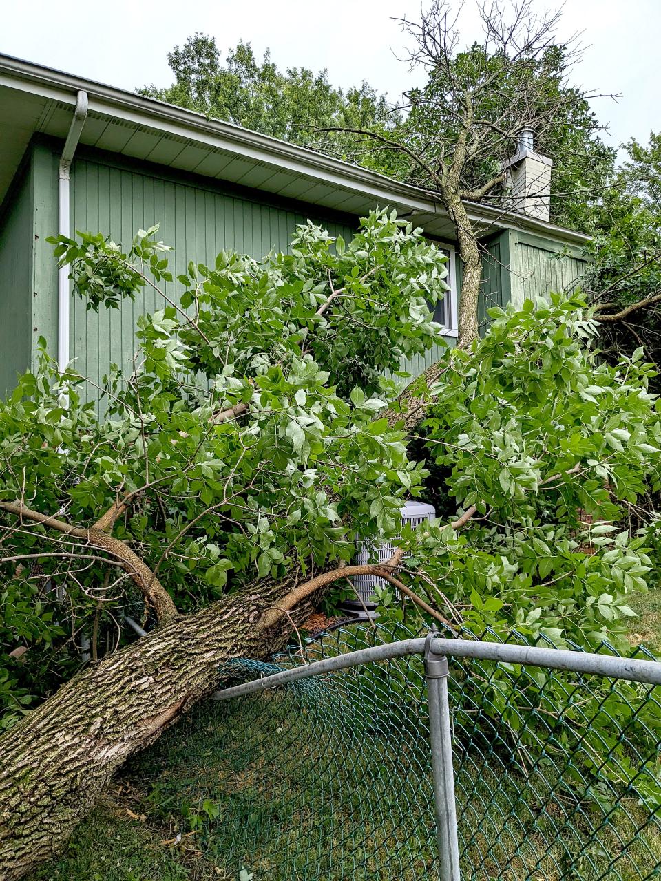 This is a tree that fell on Jim and Julie Korte's Chatham home during the derecho in June.