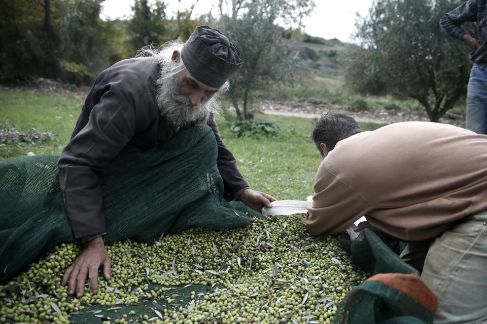 Greek Orthodox Priest Dimitris Vlasopoulos collects olives from a canvas tarp in Kalo Pedi village, about 335 kilometers (210 miles) west of Athens, Greece on Friday, Nov. 29, 2013. Widespread ownership of olive groves among Greeks has helped maintain supplies to households as they struggle through a sixth year of recession. (AP Photo/Petros Giannakouris)