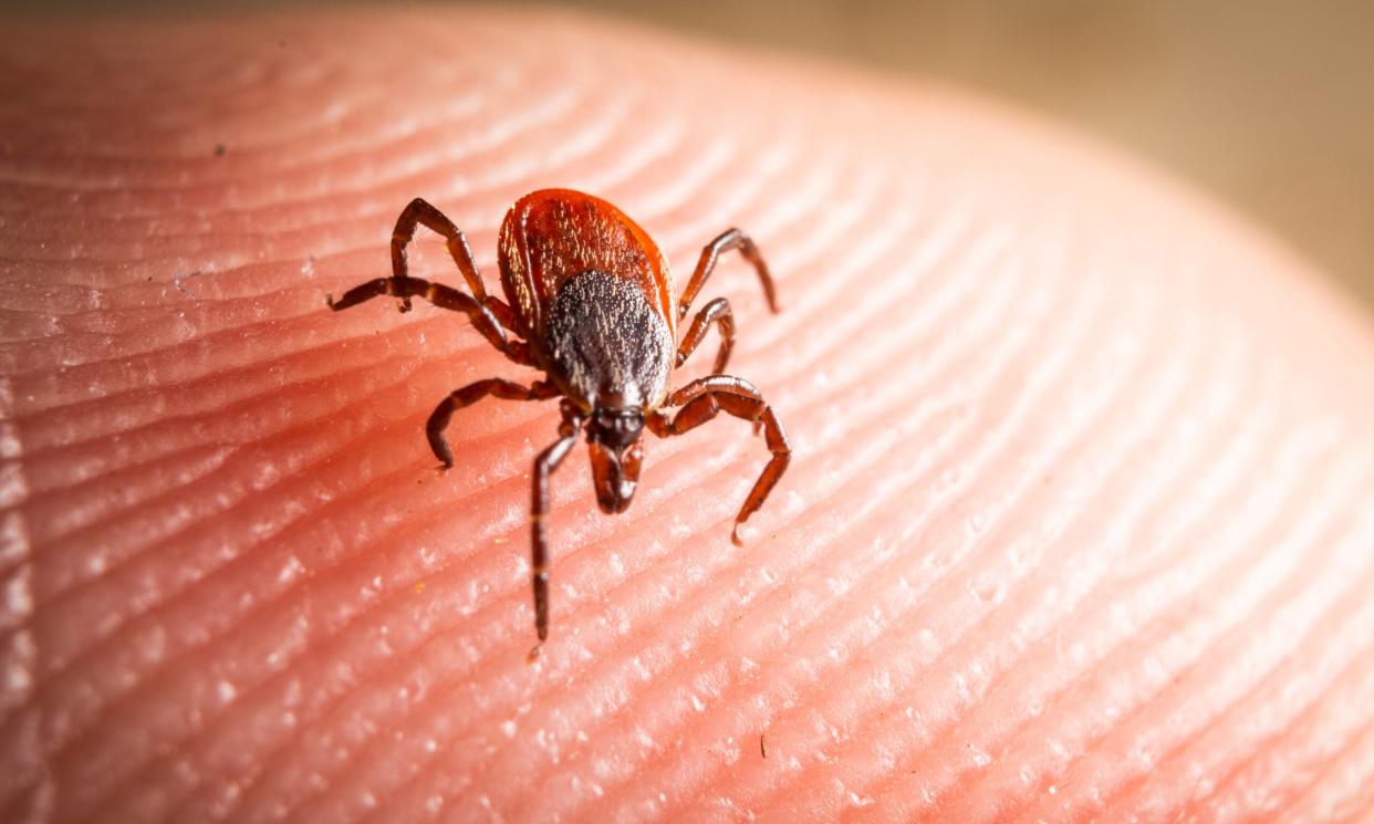 photo of a deer tick crawling on skin