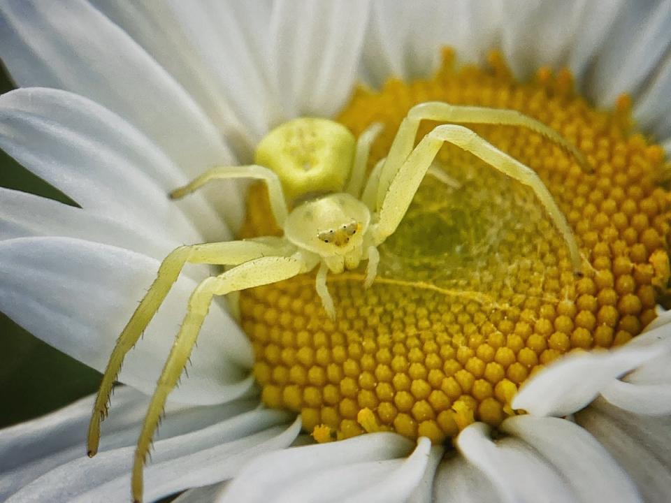 Crab spider, USA (madowoi/Blipfoto)