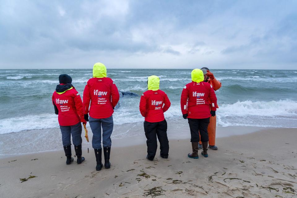 A team from the International Fund for Animal Welfare takes in the scene along a section of beach in Edgartown where a female right whale was reported dead on Sunday. A necropsy is planned to help determine the cause of death.