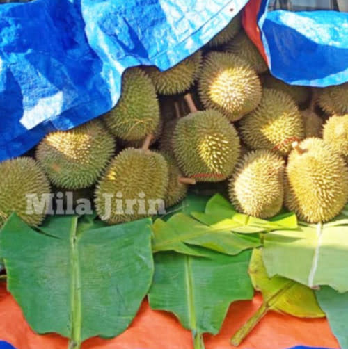 Mila says that she does not profit much from her durian business