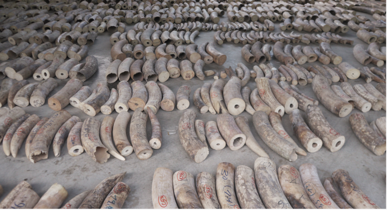 Part of a haul of 8.8 tonnes of ivory, estimated to be worth about US$35.7 million, seized by Singapore authorities on Sunday, 21 July. PHOTO: NParks, Singapore Customs and ICA