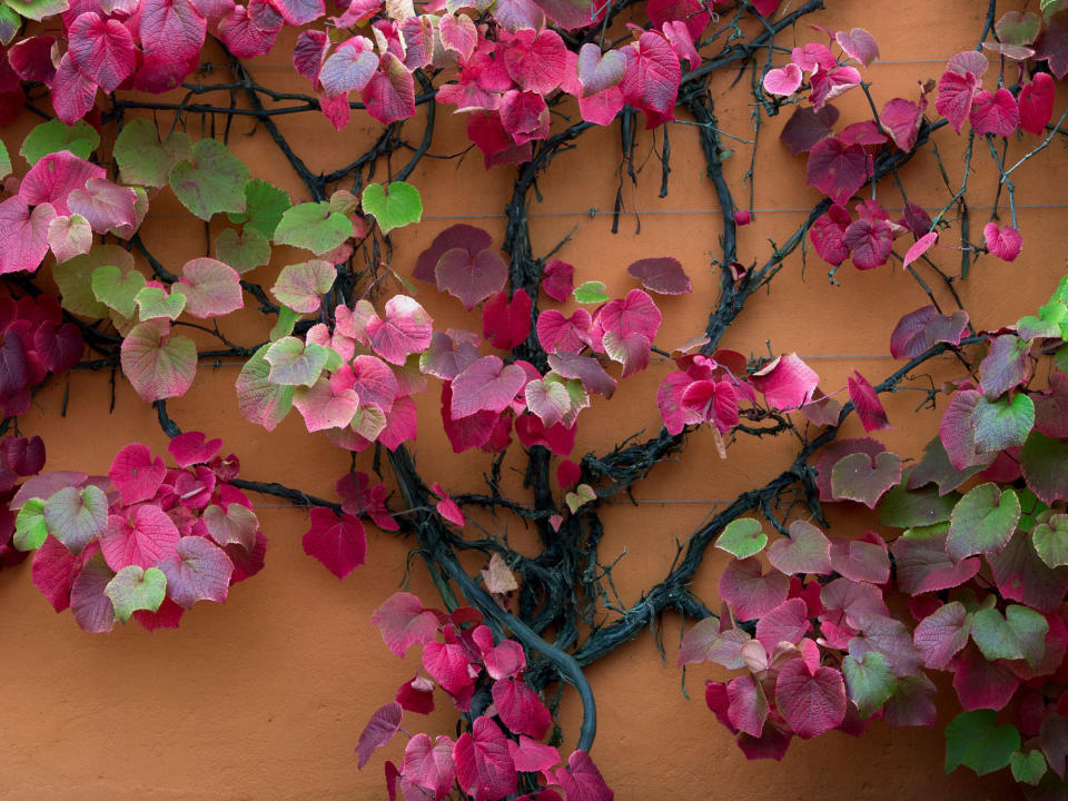 crimson glory vine  on wall