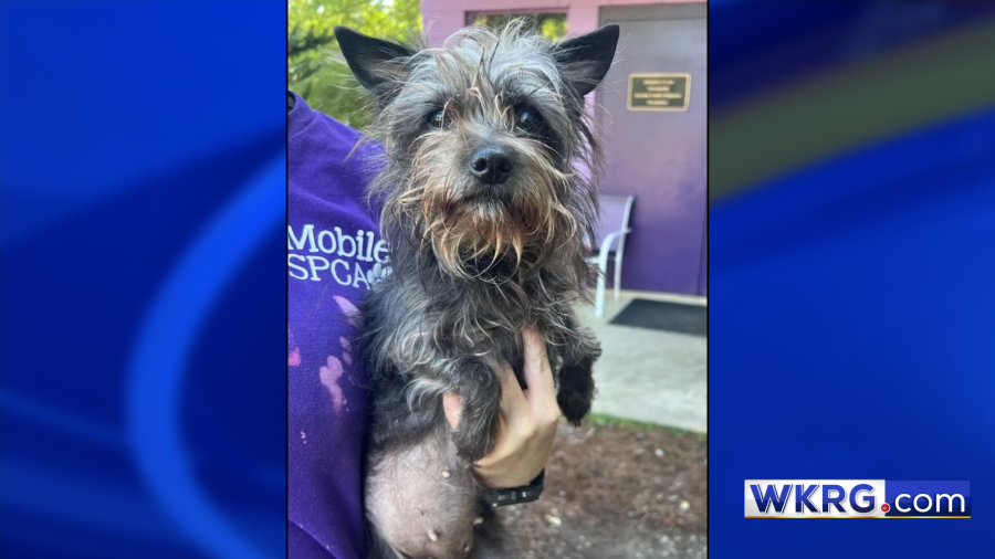 Baby, a dog available for adoption at the Mobile SPCA office in Mobile, Alabama.