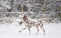 <p>Almost camouflage, this Dalmatian is loving the snow in Apedale Community Country Park in Newcastle-under-Lyme.</p>