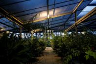 A greenhouse as seen during sunset hours at Dr. Cecilia Koo Botanic Conservation Center in Pingtung, Taiwan plant hunters race to collect rare species before they are gone