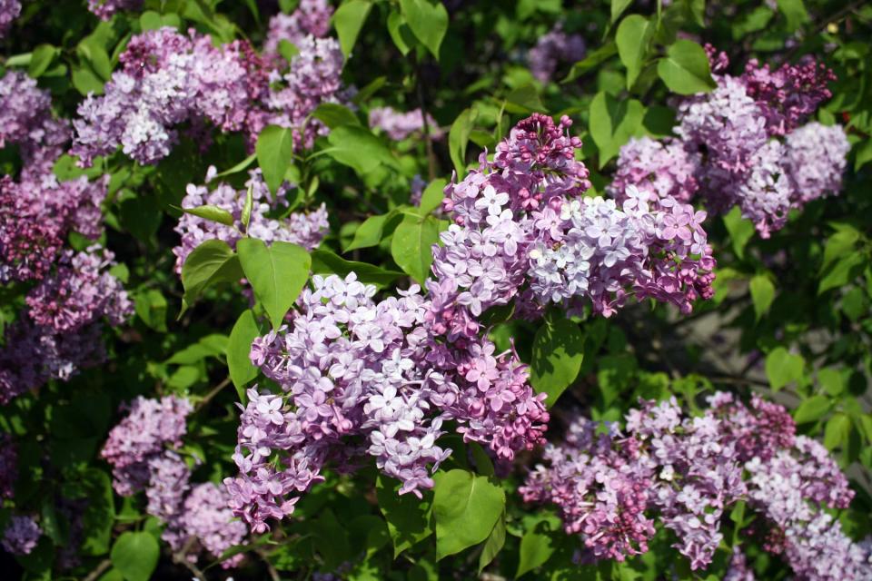 Mother's Day is Lilac Sunday at the Arnold Arboretum.