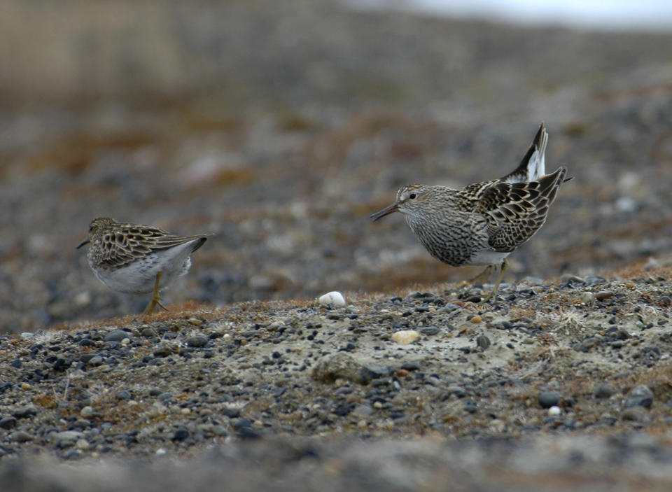 In this image provided by Wolfgang Forstmeier via the Max Planck Institute for Ornithology, a male pectoral sandpiper, right, courting a female on the tundra near Barrow, Alaska. (Wolfgang Forstmeier/Max Planck Institute for Ornithology via AP)