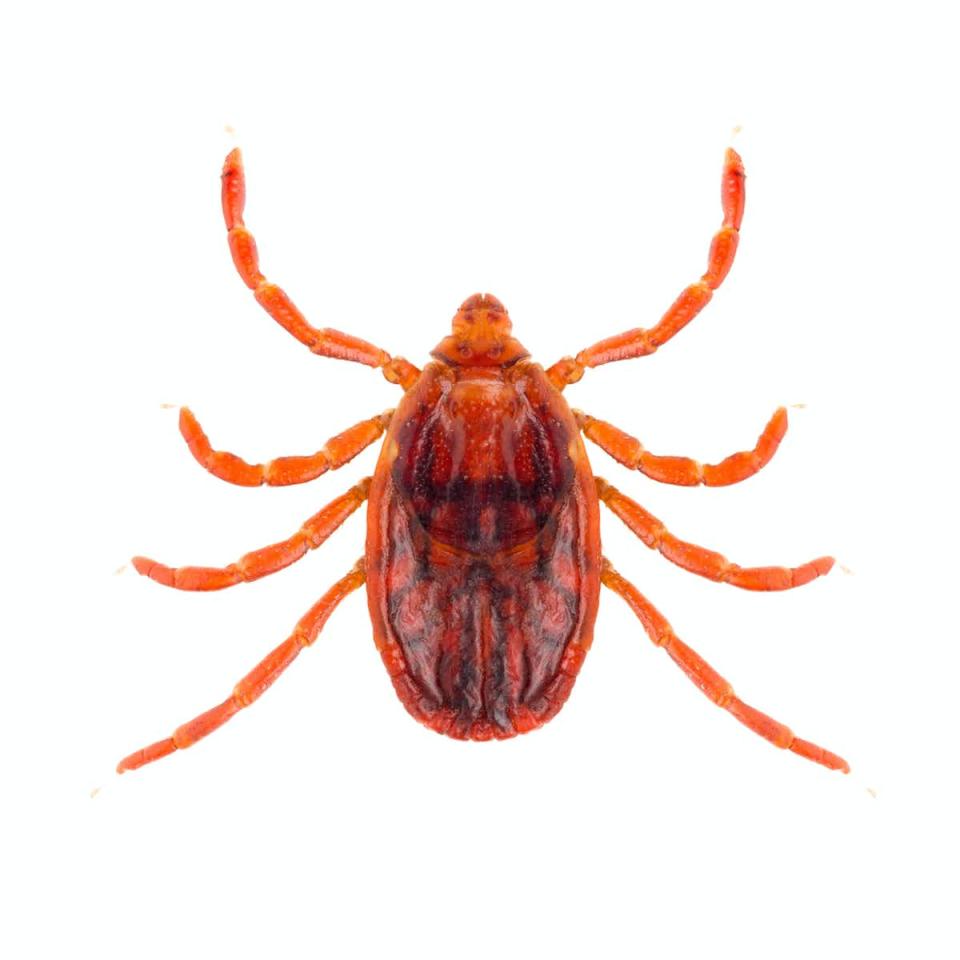 The brown dog tick (Rhipicephalus sanguineus) injects the bacterium E. canis when it bites a dog. Source: Shutterstock