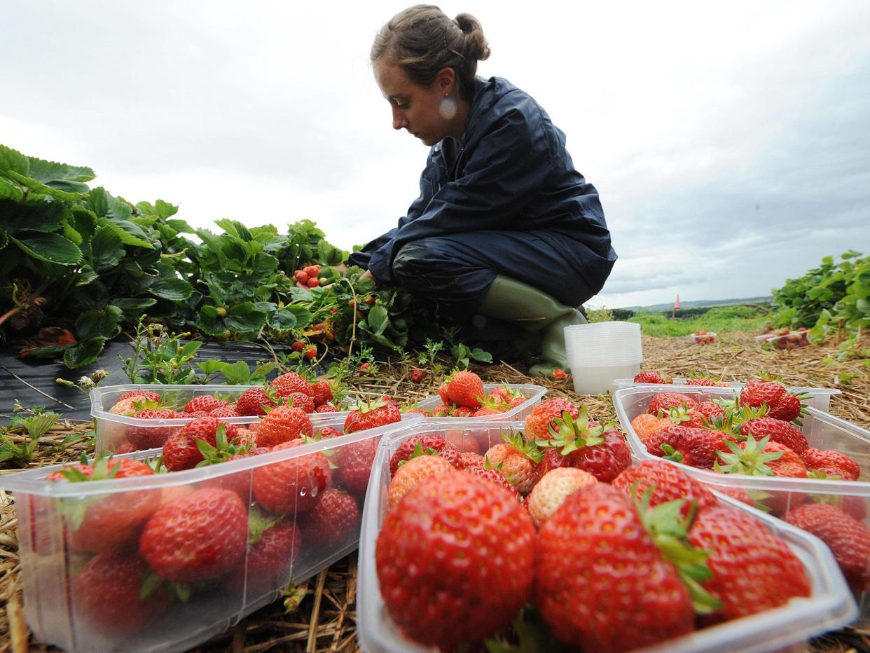 The UK's soft fruit industry is currently facing a labour shortage which growers fear may be exacerbated by government reluctance to let in foreign fruit pickers: PA Archive/PA Images