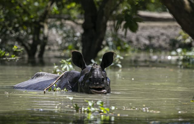 Rhino in floodwater