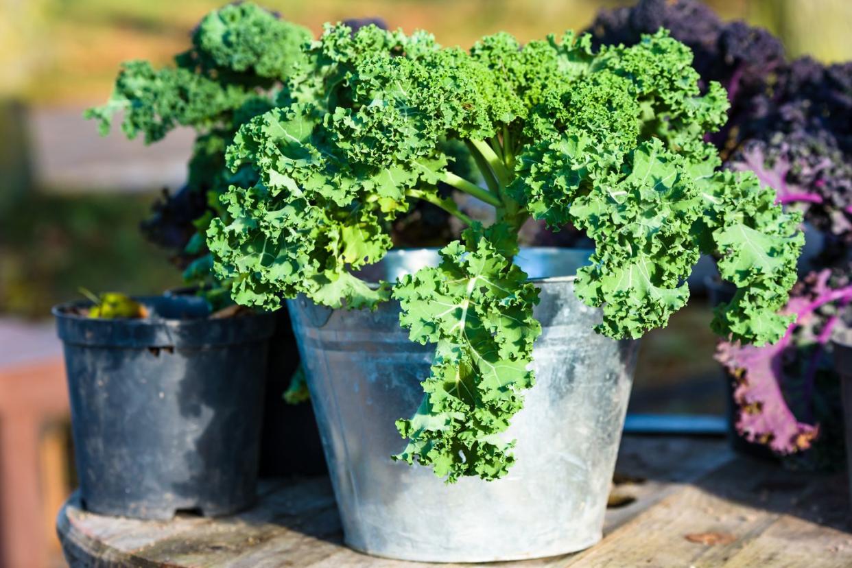 container gardening vegetables kale