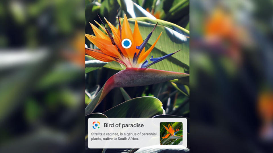 Google lens mobile