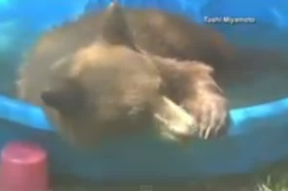 Bear takes a dip in paddling pool in California