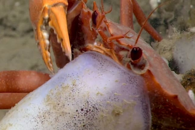 Crab plays tug-of-war with eels over squid dinner