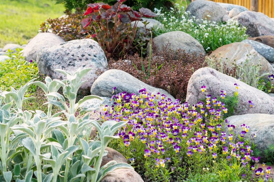 rock garden ideas flowers