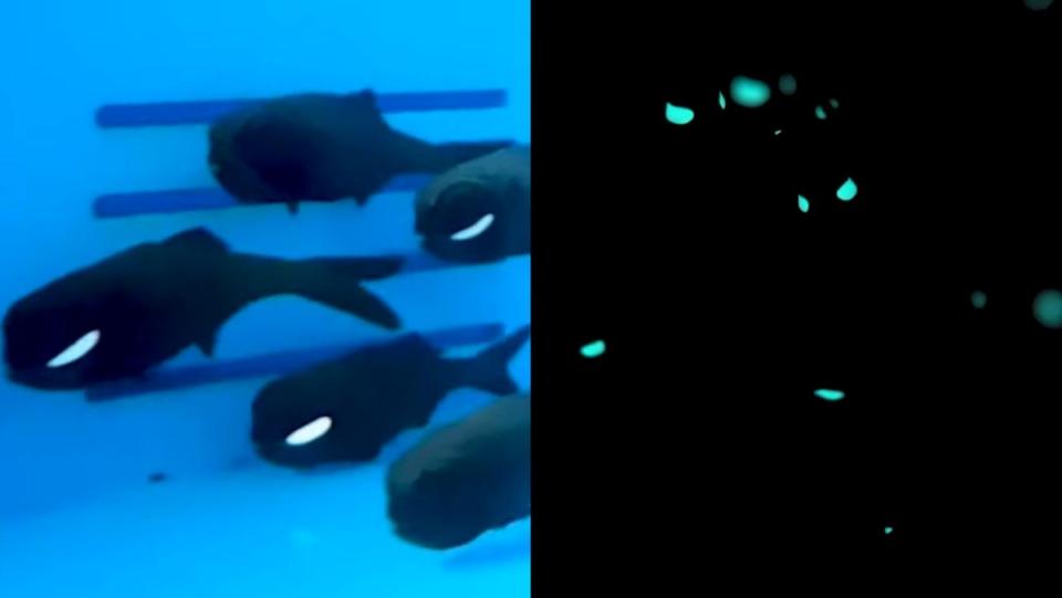 Flashlight fish, a black fish with a light organ under its eye in both light (left) and dark (right) conditions