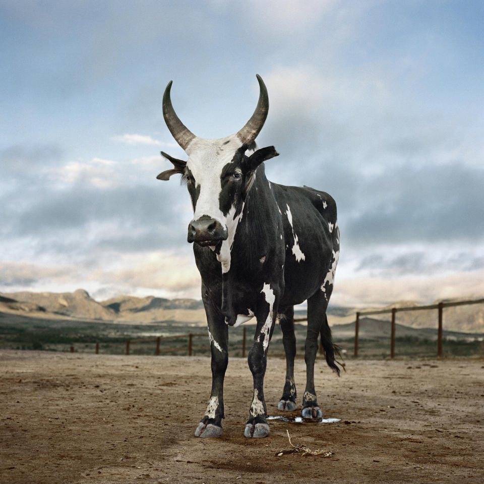 Zebu 6. Cattle market, Ambalavao, Haute Matsiatra, Madagascar, 2013