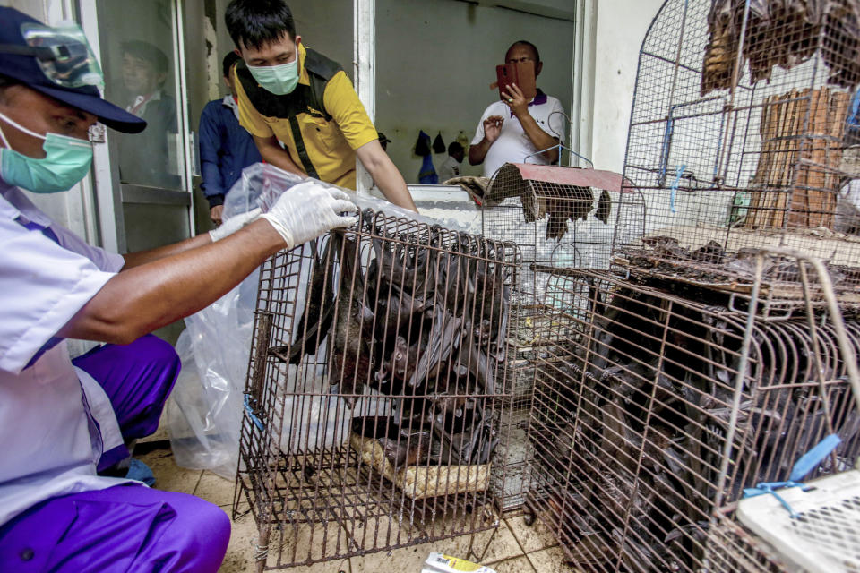 Health officials inspect bats to be confiscated and culled in the wake of coronavirus outbreak at a live animal market in Solo, Central Java, Indonesia, on March 14, 2020. / Credit: AP