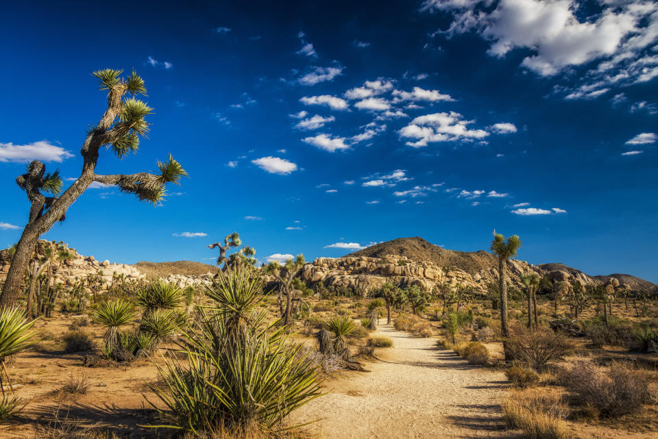 Cacti in Joshua tree National Park