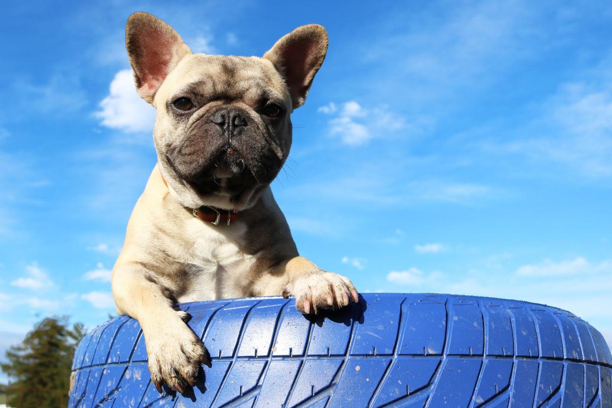 A Young Cream Colored Male French Bulldog Sitting In A Purple Tire With A Blue Sky In The Background And Looking At The Camera