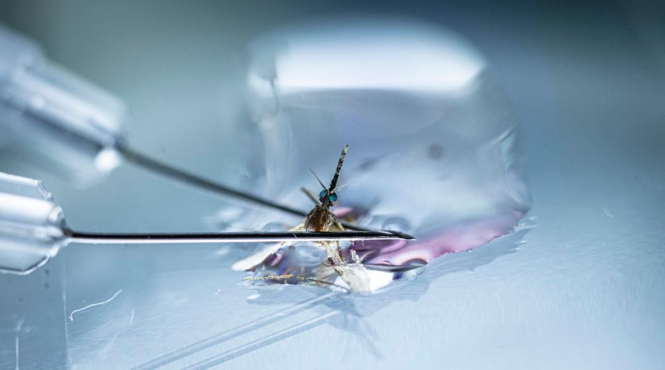 Mosquitoes infected with malaria have their salivary glands removed for analysis